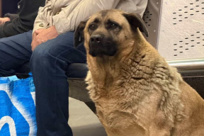 Дневник войны, глава 270. «Все гудели новостью про Мишу – о том, что его не пускали в метро»